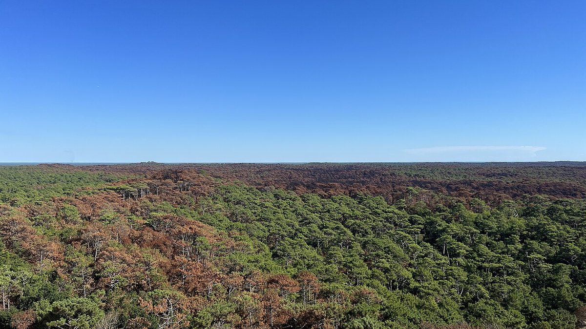 La forêt landaise, à La Teste-de-Buch